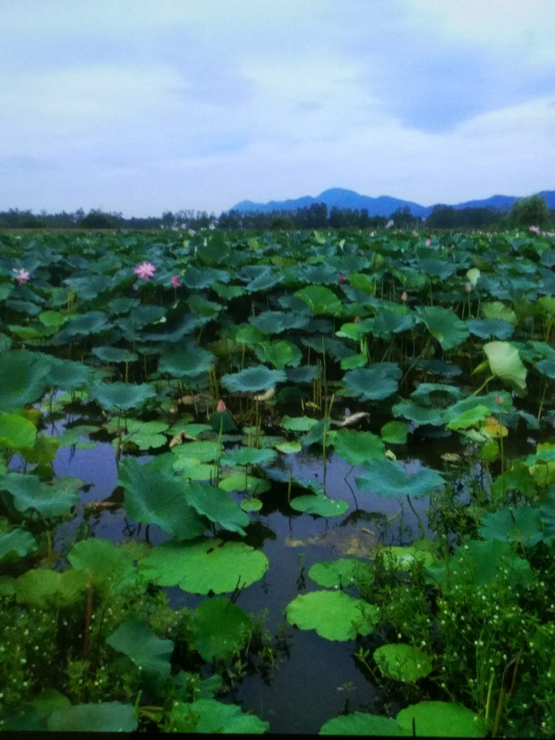 安徽省馬鞍山市含山縣得勝路靠近山水苑小區(qū)